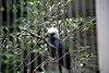 ueno_zoo_3151_mini.jpg