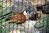 ueno_zoo_3153_mini.jpg