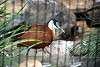 ueno_zoo_3154_mini.jpg