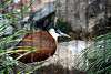 ueno_zoo_3155_mini.jpg