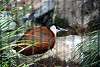 ueno_zoo_3156_mini.jpg