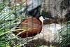 ueno_zoo_3157_mini.jpg