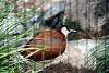 ueno_zoo_3158_mini.jpg