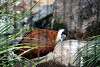 ueno_zoo_3160_mini.jpg
