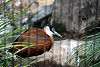 ueno_zoo_3162_mini.jpg
