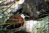 ueno_zoo_3163_mini.jpg