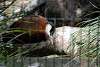 ueno_zoo_3165_mini.jpg