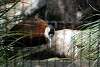 ueno_zoo_3166_mini.jpg