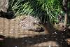 ueno_zoo_3167_mini.jpg