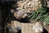 ueno_zoo_3168_mini.jpg