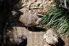 ueno_zoo_3170_mini.jpg