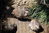 ueno_zoo_3171_mini.jpg