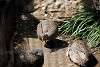 ueno_zoo_3173_mini.jpg
