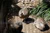 ueno_zoo_3174_mini.jpg