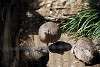 ueno_zoo_3175_mini.jpg