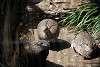 ueno_zoo_3176_mini.jpg