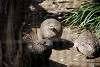 ueno_zoo_3177_mini.jpg