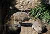 ueno_zoo_3178_mini.jpg