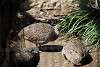 ueno_zoo_3179_mini.jpg