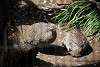 ueno_zoo_3181_mini.jpg