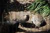 ueno_zoo_3182_mini.jpg