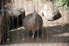 ueno_zoo_3183_mini.jpg