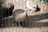 ueno_zoo_3184_mini.jpg