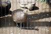 ueno_zoo_3185_mini.jpg