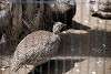 ueno_zoo_3186_mini.jpg