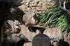 ueno_zoo_3187_mini.jpg
