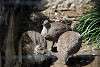 ueno_zoo_3189_mini.jpg