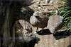 ueno_zoo_3190_mini.jpg