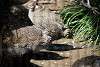 ueno_zoo_3191_mini.jpg