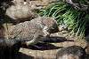 ueno_zoo_3192_mini.jpg