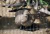 ueno_zoo_3193_mini.jpg