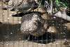 ueno_zoo_3194_mini.jpg
