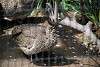 ueno_zoo_3196_mini.jpg