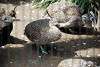 ueno_zoo_3197_mini.jpg