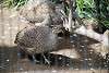 ueno_zoo_3199_mini.jpg