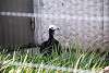 ueno_zoo_3200_mini.jpg