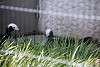 ueno_zoo_3201_mini.jpg