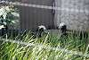ueno_zoo_3203_mini.jpg