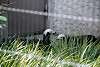 ueno_zoo_3204_mini.jpg