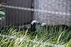 ueno_zoo_3205_mini.jpg