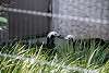 ueno_zoo_3206_mini.jpg