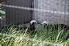 ueno_zoo_3207_mini.jpg