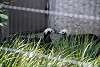 ueno_zoo_3208_mini.jpg