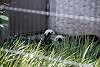 ueno_zoo_3209_mini.jpg