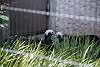 ueno_zoo_3210_mini.jpg