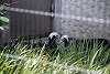 ueno_zoo_3211_mini.jpg